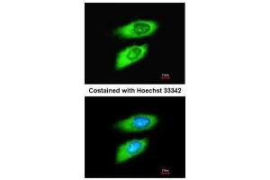 ICC/IF Image Immunofluorescence analysis of methanol-fixed HeLa, using MIF, antibody at 1:200 dilution. (MIF anticorps)