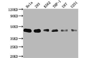 Western Blot Positive WB detected in: Hela whole cell lysate, 293 whole cell lysate, K562 whole cell lysate, THP-1 whole cell lysate, U87 whole cell lysate, U251 whole cell lysate All lanes: BMI1 antibody at 1:2000 Secondary Goat polyclonal to rabbit IgG at 1/50000 dilution Predicted band size: 37 kDa Observed band size: 45 kDa (Recombinant BMI1 anticorps)