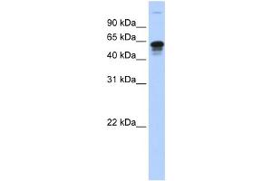 WB Suggested Anti-FAM82C Antibody Titration:  0.