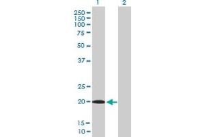 Western Blot analysis of UXT expression in transfected 293T cell line by UXT MaxPab polyclonal antibody. (UXT anticorps  (AA 1-169))