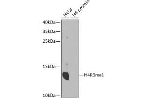 Western blot analysis of extracts of various cell lines, using MonoMethyl-Histone H4-R3 antibody (ABIN1680263, ABIN1680264, ABIN6220110 and ABIN6220114). (Histone H4 anticorps  (meArg3))