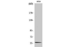 Western Blotting (WB) image for anti-CDC-Like Kinase 4 (CLK4) (Internal Region) antibody (ABIN3183962) (CLK4 anticorps  (Internal Region))