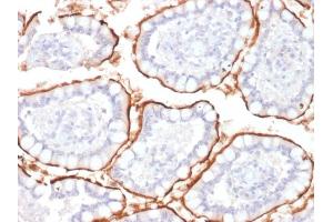 Formalin-fixed, paraffin-embedded human Colon stained with CD10 Mouse Monoclonal Antibody (MME/1870).