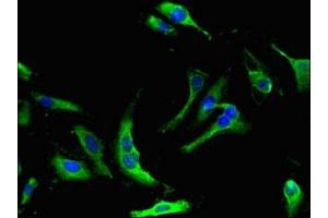 Immunofluorescent analysis of Hela cells using ABIN7162052 at dilution of 1:100 and Alexa Fluor 488-congugated AffiniPure Goat Anti-Rabbit IgG(H+L)