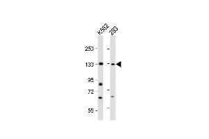 All lanes : Anti-BARON Antibody (N-term) at 1:2000 dilution Lane 1: K562 whole cell lysate Lane 2: 293 whole cell lysate Lysates/proteins at 20 μg per lane. (Rubicon anticorps  (N-Term))
