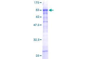 Image no. 1 for Zinc Finger and SCAN Domain Containing 20 (ZSCAN20) (AA 1-433) protein (GST tag) (ABIN1326538)