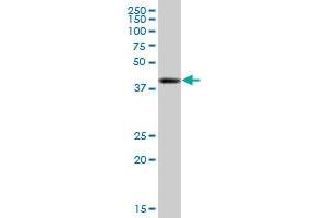 TPP1 MaxPab polyclonal antibody.