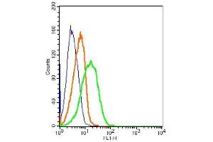 Mouse splenocytes probed with Rabbit Anti-CD163/M130 Polyclonal Antibody, FITC Conjugated (ABIN741577) at 1:10 for 30 minutes compared to control unstained cells (blue) and isotype control.