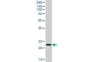 C2orf28 MaxPab polyclonal antibody.