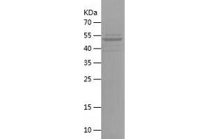Western Blotting (WB) image for Ubiquitin Specific Peptidase 18 (USP18) (AA 18-268) protein (His-IF2DI Tag) (ABIN7125590)