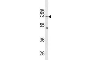 Western blot analysis of PCSK2 antibody and mouse cerebellum tissue lysate