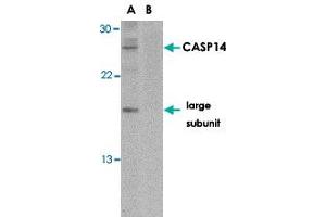 Western blot analysis of CASP14 in Jurkat cell lysate in the (A) absence or (B) presence of blocking peptide with CASP14 polyclonal antibody  at 1 ug/mL . (CASP14 anticorps  (C-Term))