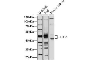 Western blot analysis of extracts of various cell lines, using LDB2 antibody (ABIN6128178, ABIN6143123, ABIN6143124 and ABIN6214742) at 1:1000 dilution. (LIM Domain Binding 2 Protein anticorps  (AA 204-373))