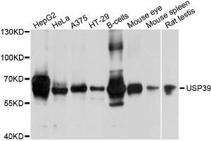 Western blot analysis of extracts of various cells, using USP39 antibody. (USP39 anticorps)