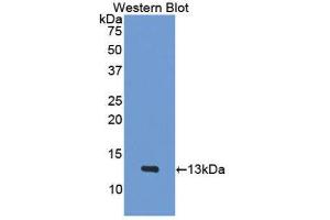Western Blotting (WB) image for anti-Platelet Factor 4 (PF4) (AA 30-105) antibody (ABIN1078451) (PF4 anticorps  (AA 30-105))