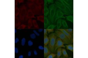 PROK1 Mouse Monoclonal Antibody staining Hela cells by IF/ICC. (Prokineticin 1 anticorps)