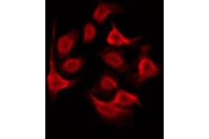 ABIN6275997 staining RAW264. (GALR2 anticorps  (Internal Region))