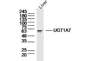 Mouse liver lysates probed with UGT1A7 Polyclonal Antibody, Unconjugated  at 1:300 dilution and 4˚C overnight incubation. (UGT1A7 anticorps  (AA 431-531))