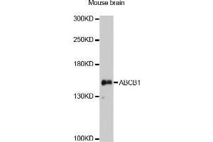 Western blot analysis of extracts of mouse brain, using ABCB1 antibody. (P-Glycoprotein anticorps)