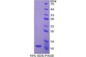 SDS-PAGE of Protein Standard from the Kit  (Highly purified E.