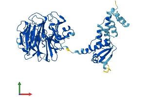 AlphaFold protein structure predicition of Mouse Recombinant Rcbtb1 Protein, UniprotID Q6NXM2