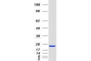 Validation with Western Blot
