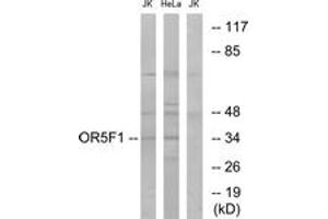 Western blot analysis of extracts from HeLa/Jurkat cells, using OR5F1 Antibody. (OR5F1 anticorps  (AA 265-314))