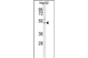 Western blot analysis of BLZF1 Antibody in HepG2 cell line lysates (35ug/lane) (BLZF1 anticorps  (AA 156-184))
