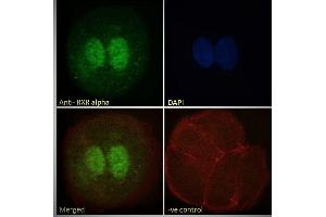 ABIN185295 Immunofluorescence analysis of paraformaldehyde fixed MCF7 cells, permeabilized with 0.