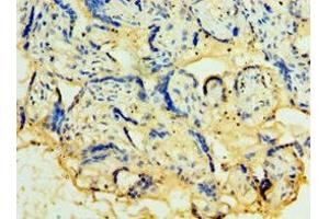 Immunohistochemistry of paraffin-embedded human placenta tissue using ABIN7173935 at dilution of 1:100 (TACSTD2 anticorps  (AA 27-270))