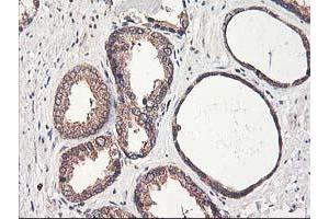Image no. 4 for anti-Chromosome X Open Reading Frame 26 (CXorf26) antibody (ABIN1497690) (CXorf26 anticorps)