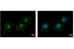 ICC/IF Image C1s antibody detects C1S protein at Golgi apparatus by immunofluorescent analysis. (C1S anticorps)
