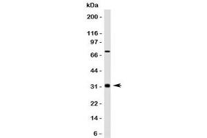Western blot testing of Bcl10 antibody and HepG2 lysate. (BCL10 anticorps)