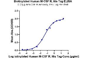 Immobilized Anti-CSF R Antibody, hFc Tag at 0.