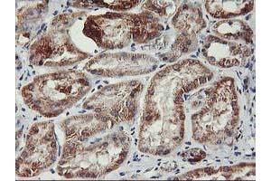 Image no. 6 for anti-TNF Receptor-Associated Protein 1 (TRAP1) antibody (ABIN1501499) (TRAP1 anticorps)