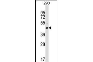 FCGR2C Antibody (C-term) (ABIN657652 and ABIN2846647) western blot analysis in 293 cell line lysates (35 μg/lane). (FCGR2C anticorps  (C-Term))