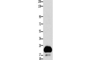 Western Blotting (WB) image for anti-Claudin 4 (CLDN4) antibody (ABIN2431410) (Claudin 4 anticorps)