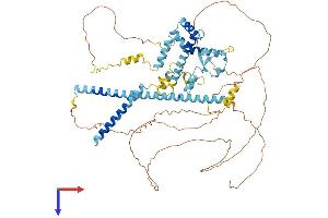 AlphaFold protein structure predicition of Human Recombinant CLASRP Protein, UniprotID Q8N2M8