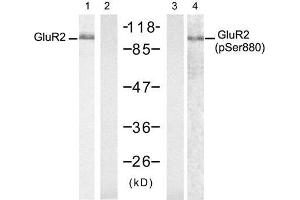 Western blot analysis of extract from mouse brain tissue, using Glutamate receptor 2 (Precursor)(Ab-880) antibody (E021284, Lane 1 and 2) and Glutamate receptor 2 (Precursor)(phospho-Ser880) antibody (E011292, Lane 3 and 4). (GRIA2 anticorps  (Precursor))
