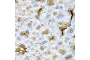 Immunohistochemistry of paraffin-embedded mouse liver using NCL antibody at dilution of 1:200 (40x lens). (Nucleolin anticorps)