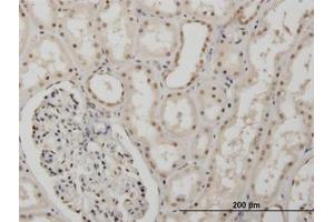Image no. 1 for anti-Musashi Homolog 1 (Drosophila) (MSI1) (AA 1-87) antibody (ABIN466060) (MSI1 anticorps  (AA 1-87))