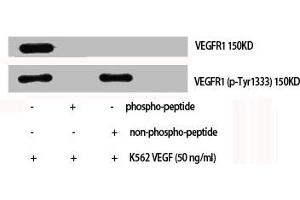 Western Blot analysis of K562+VEGF cells using Phospho-Flt-1 (Y1333) Polyclonal Antibody (FLT1 anticorps  (pTyr1333))