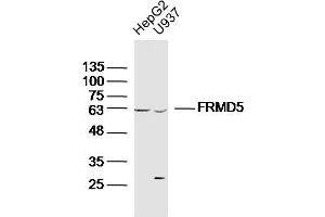 Lane 1: HepG2 lysates Lane 2: U937 lysates probed with FRMD5 Polyclonal Antibody, Unconjugated  at 1:300 dilution and 4˚C overnight incubation. (FRMD5 anticorps  (AA 211-312))