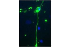 Rat mixed neuron/glial cultures stained with Chicken anti-MBP antibody (green). (MBP anticorps)
