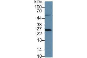Detection of MSRA in Human HT1080 cell lysate using Polyclonal Antibody to Methionine Sulfoxide Reductase A (MSRA) (MSRA anticorps  (AA 27-235))