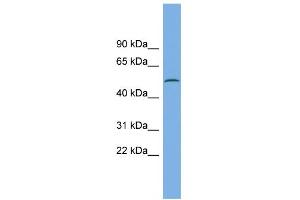 WB Suggested Anti-CAMK1G Antibody Titration: 0. (CAMK1G anticorps  (N-Term))