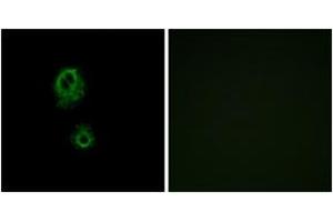 Immunofluorescence (IF) image for anti-MAS-Related GPR, Member G (Mrgprg) (AA 231-280) antibody (ABIN2890898) (Mrgprg anticorps  (AA 231-280))