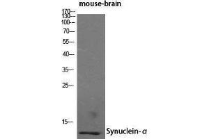 Western Blotting (WB) image for anti-Synuclein, alpha (SNCA) (N-Term) antibody (ABIN3187131) (SNCA anticorps  (N-Term))