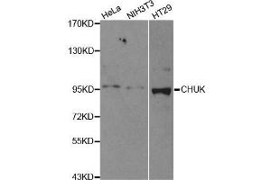 Western blot analysis of extracts of various cell lines, using CHUK antibody. (IKK alpha anticorps  (C-Term))