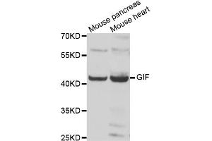 Western blot analysis of extracts of various cell lines, using GIF antibody (ABIN5974160) at 1/1000 dilution. (Intrinsic Factor anticorps)